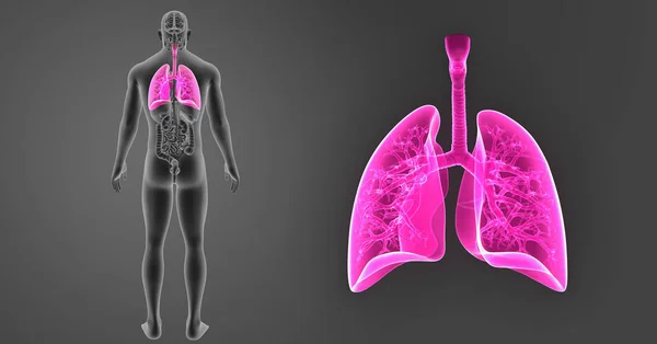 Збільшити масштаб легень за допомогою органів — стокове фото