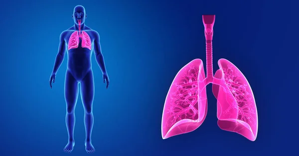 Pulmones zoom con cuerpo — Foto de Stock