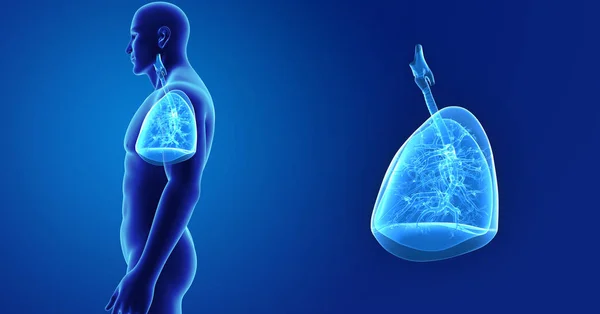 Збільшити масштаб легень за допомогою тіла — стокове фото