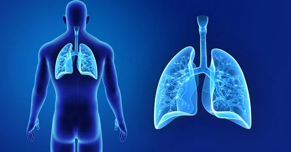 Lungs zoom with body — Stock Photo, Image