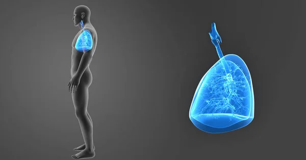 Powiększenie płuc z ciała — Zdjęcie stockowe