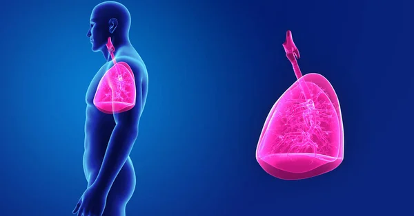 Lungen zoomen mit Körper — Stockfoto