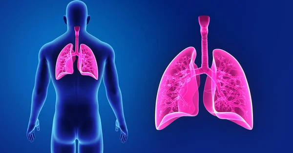 Lungen zoomen mit Körper — Stockfoto
