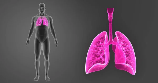 Lungs zoom with body — Stock Photo, Image