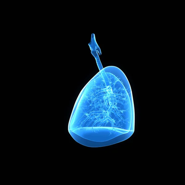 Lungs lateral view — Stock Photo, Image