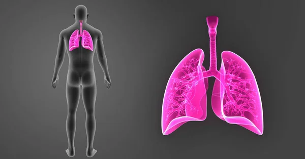 Pulmones zoom con cuerpo —  Fotos de Stock