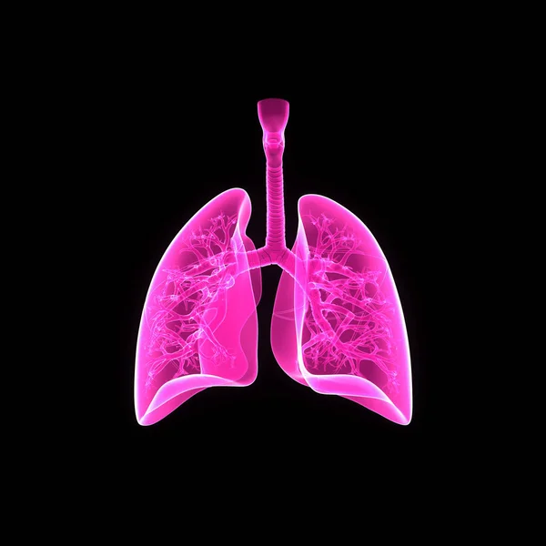 Lungs posterior view — Stock Photo, Image
