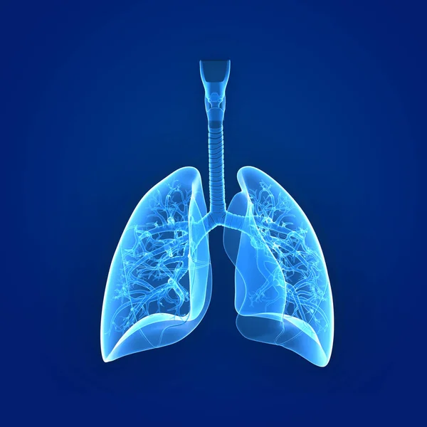 肺前视图 — 图库照片