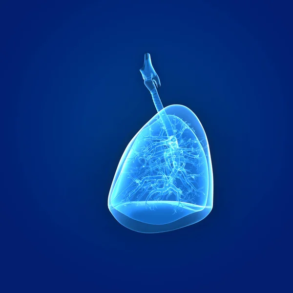 肺の側面図 — ストック写真