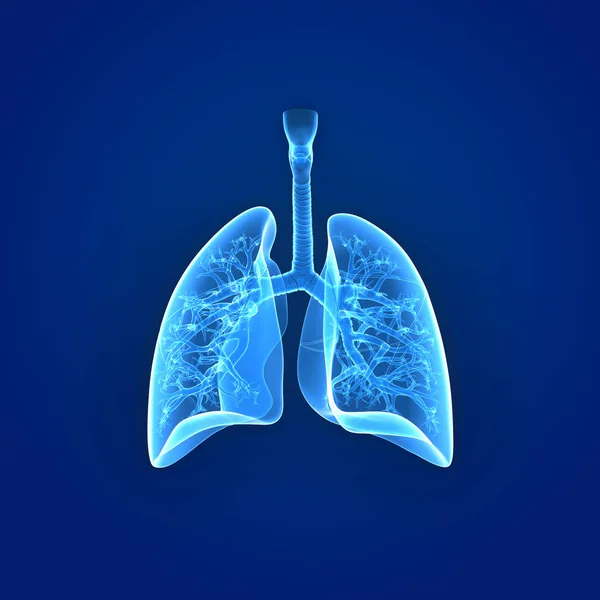 Visão posterior dos pulmões — Fotografia de Stock