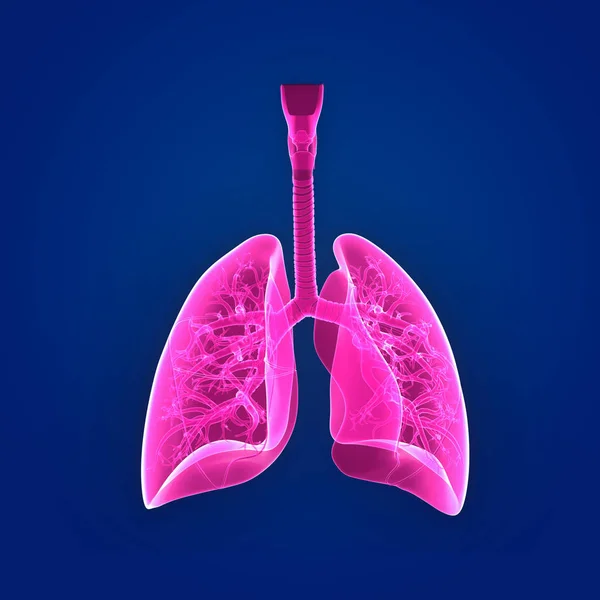 Pulmones vista anterior — Foto de Stock