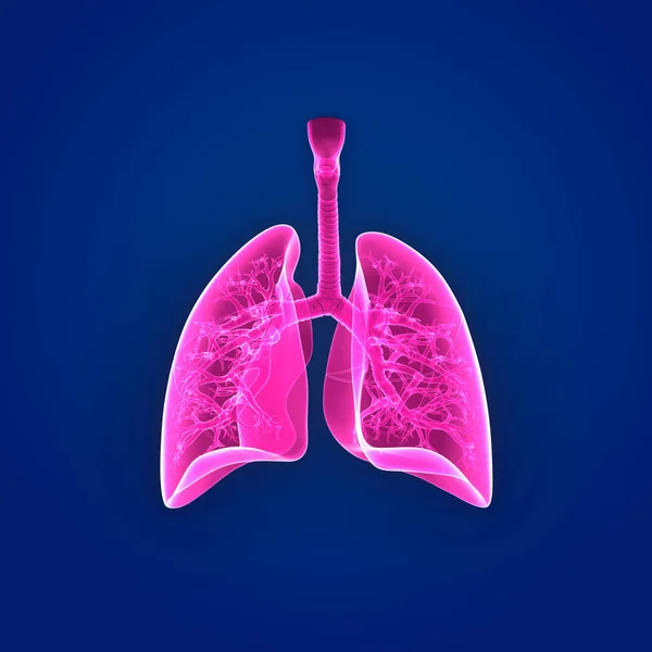 Lungs posterior view — Stock Photo, Image