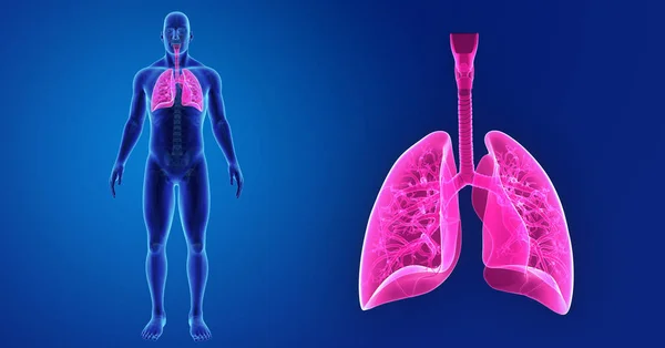 Pulmones zoom con esqueleto — Foto de Stock