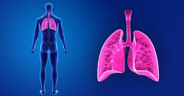 Lungs zoom with skeleton — Stock Photo, Image