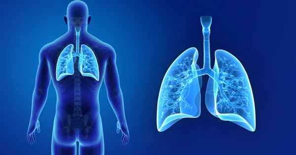Zoom de pulmões com esqueleto — Fotografia de Stock