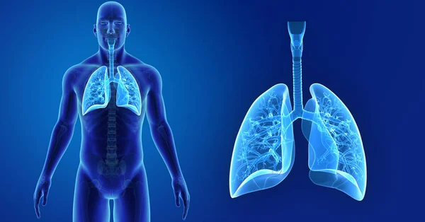 Lungs zoom with skeleton — Stock Photo, Image