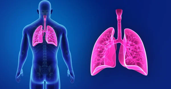 Powiększenie płuc z szkielet — Zdjęcie stockowe
