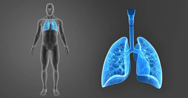 Zoom de pulmões com esqueleto — Fotografia de Stock
