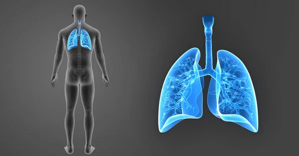 Pulmones zoom con esqueleto — Foto de Stock