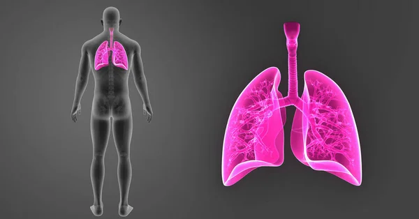 Lungen zoomen mit Skelett — Stockfoto