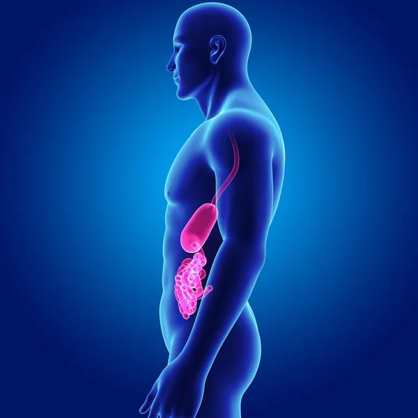 Stomach and small intestine — Stock Photo, Image