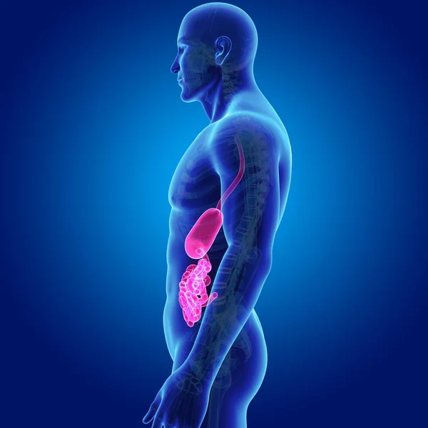 Estômago e intestino delgado — Fotografia de Stock