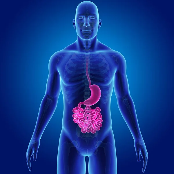 Estómago e intestino delgado — Foto de Stock
