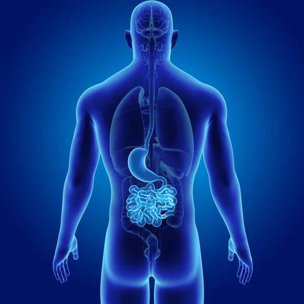 Estómago e intestino delgado —  Fotos de Stock