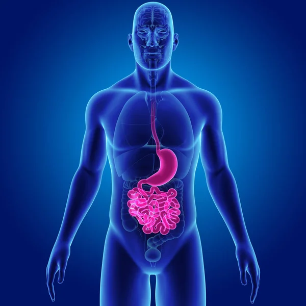 Stomach and small intestine — Stock Photo, Image