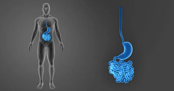 Magen und Dünndarm — Stockfoto