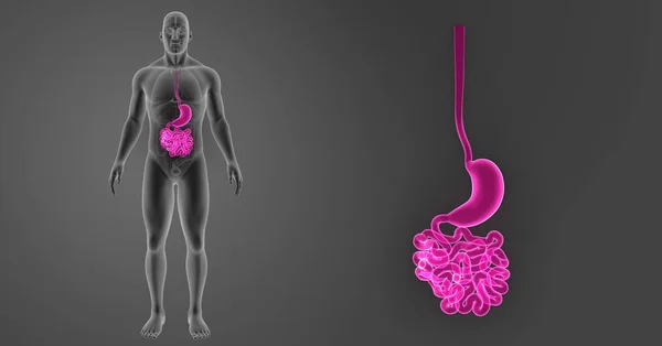 Stomach and small intestine — Stock Photo, Image