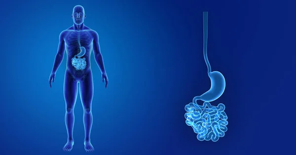 Magen och tunntarmen — Stockfoto