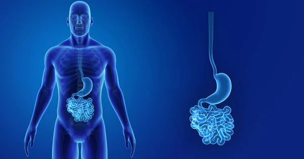 Stomach and small intestine