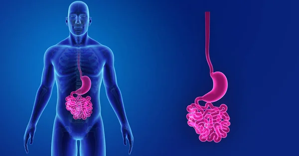 Stomach and small intestine — Stock Photo, Image