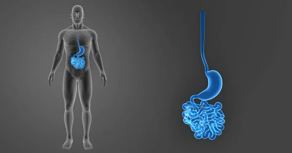 Magen und Dünndarm — Stockfoto