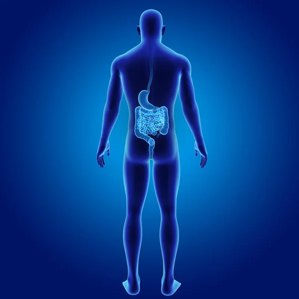 Estômago e intestino — Fotografia de Stock