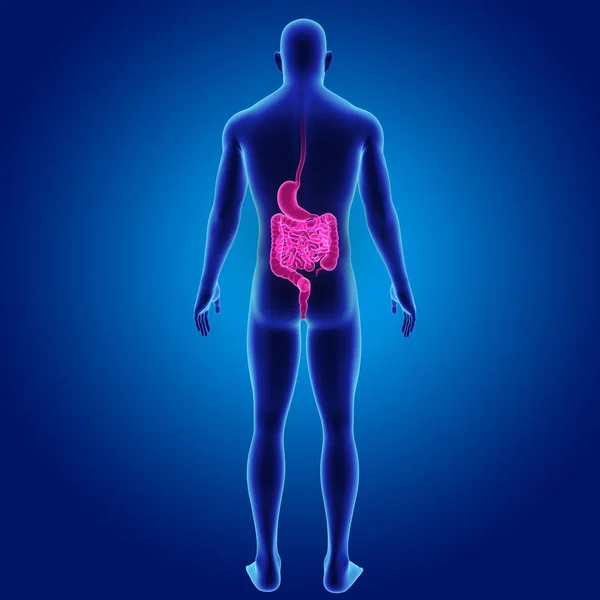 Stomach and intestine — Stock Photo, Image