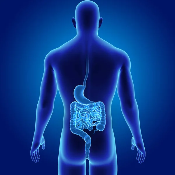 Estómago e intestino — Foto de Stock