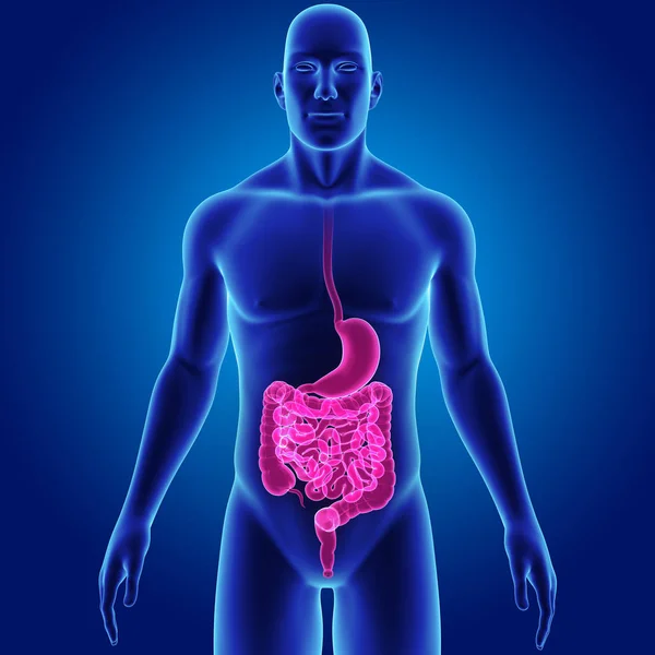 Stomach and intestine with body — Stock Photo, Image