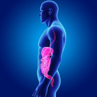 Sindirim sistemi vücut Oda