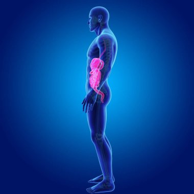 İskelet ile sindirim sistemi