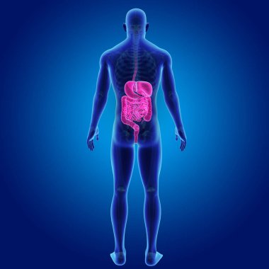 İskelet ile sindirim sistemi