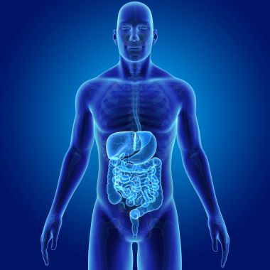 İskelet ile sindirim sistemi