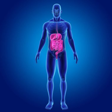 İskelet ile sindirim sistemi