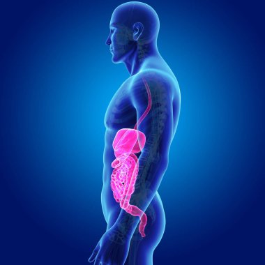 İskelet ile sindirim sistemi