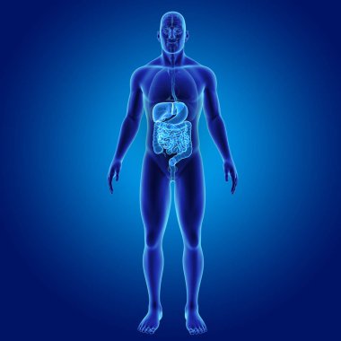 Sindirim sistemi organları ile