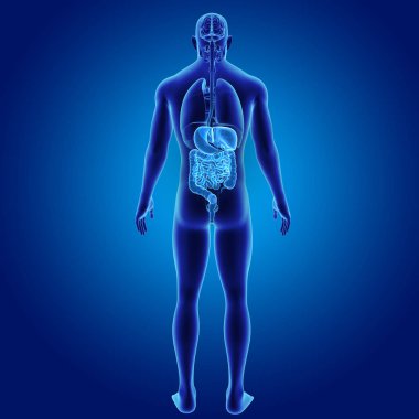 Sindirim sistemi organları ile 