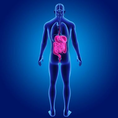 Sindirim sistemi organları ile 