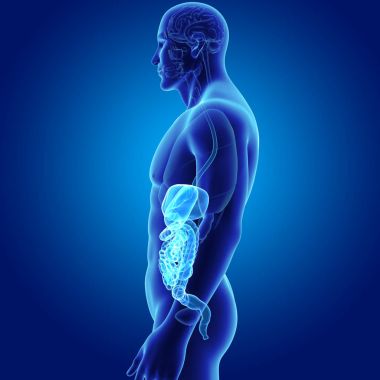 Sindirim sistemi organları ile