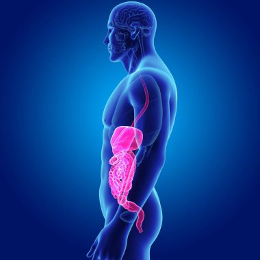 Sindirim sistemi organları ile